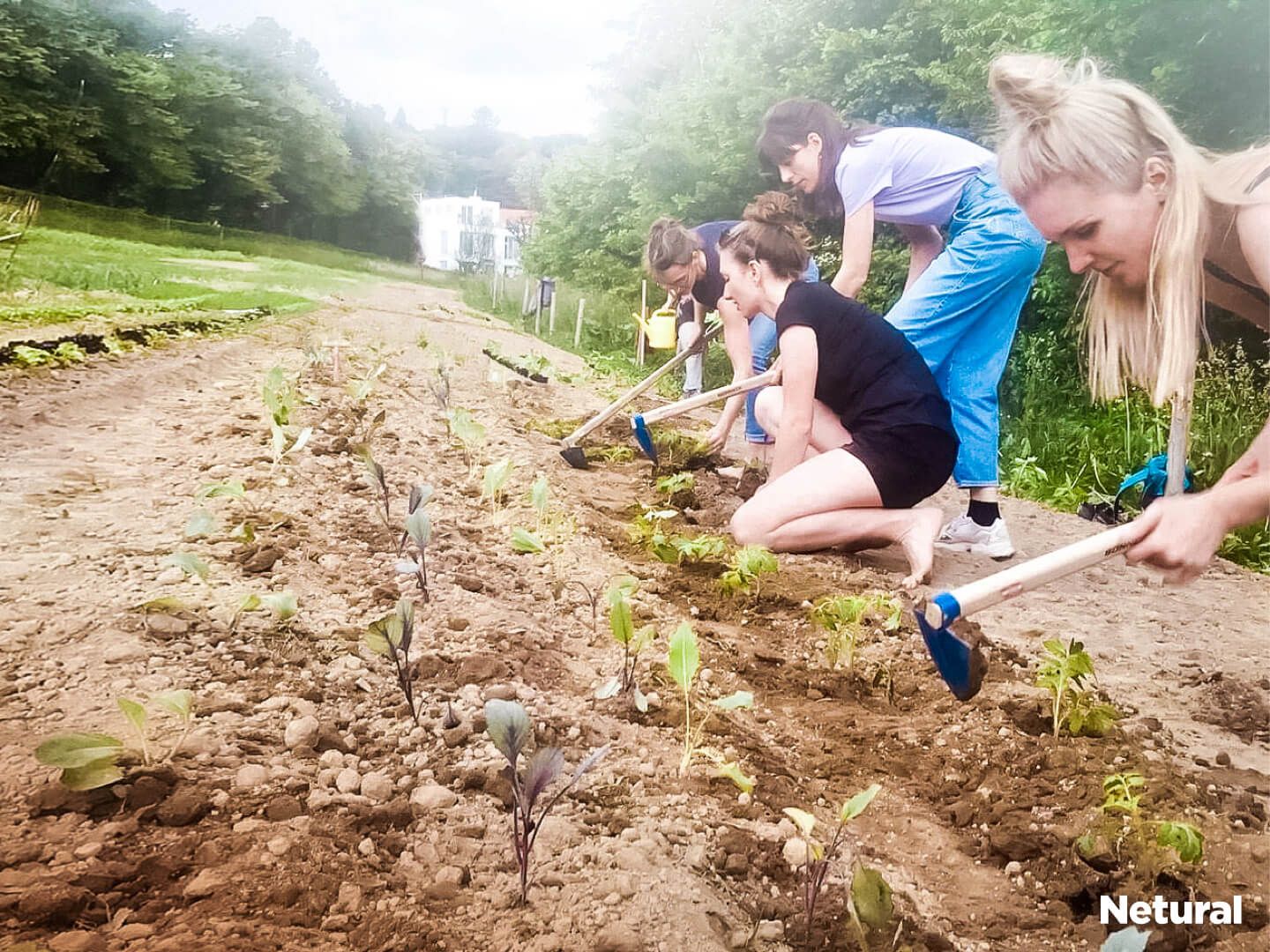 Vier Netural Mitarbeitende arbeiten im Morgentau Garten.