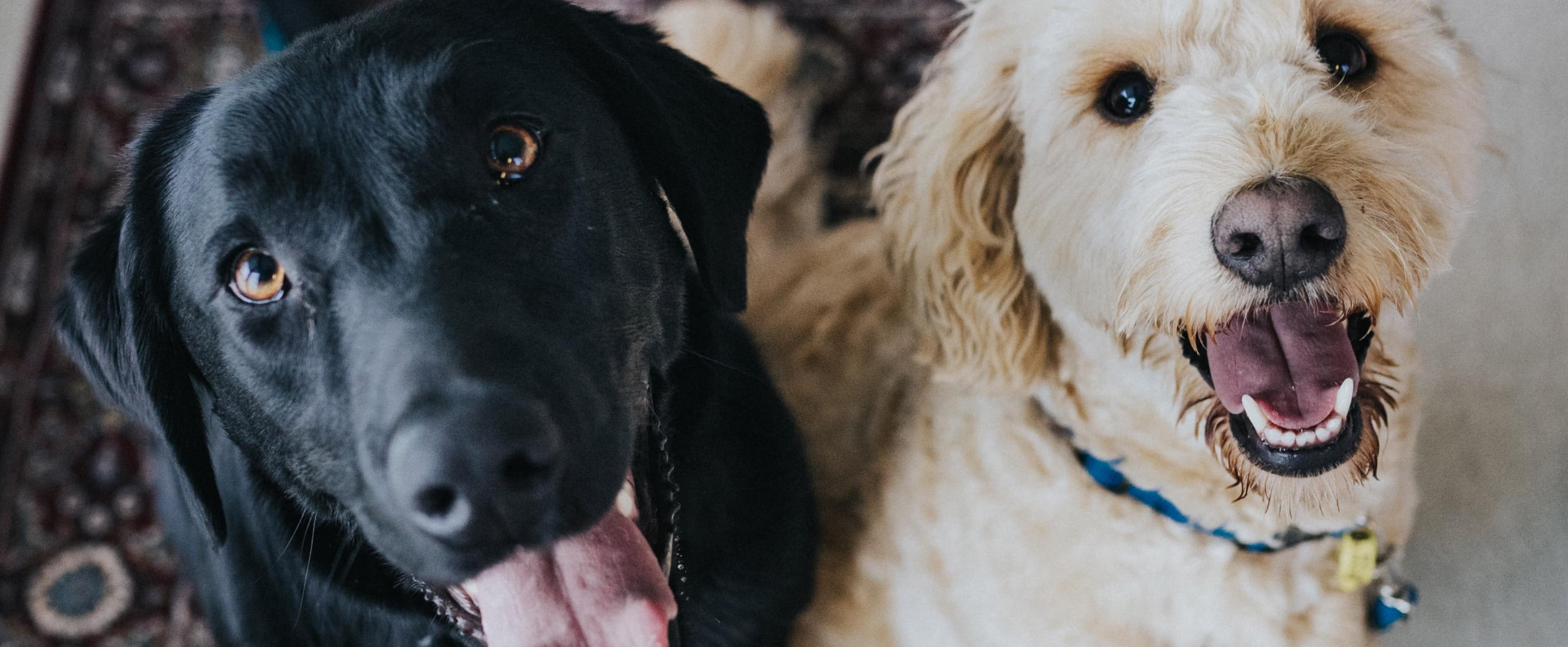 Nahaufnahme eines schwarzen und eines hellbraunen Hundes, die freudig direkt in die Kamera blicken.