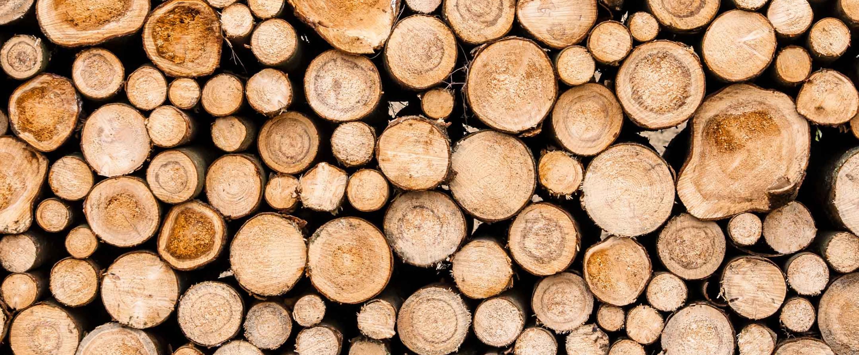 Gestapelte, frisch geschnittene Holzscheite mit sichtbaren Jahresringen und unterschiedlichen Durchmessern.