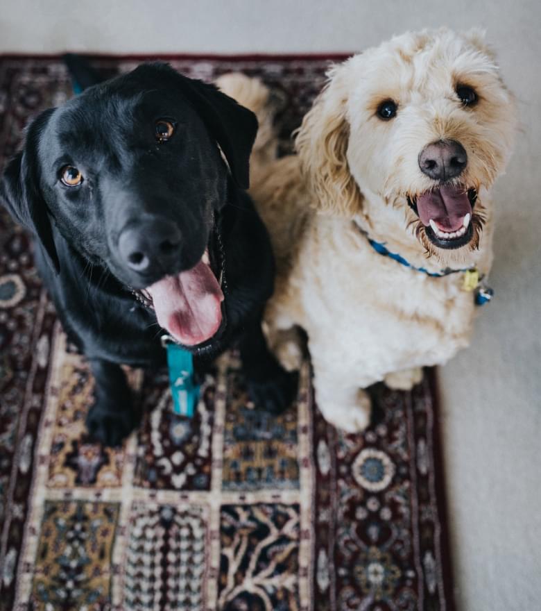 Nahaufnahme eines schwarzen und eines hellbraunen Hundes, die freudig direkt in die Kamera blicken.