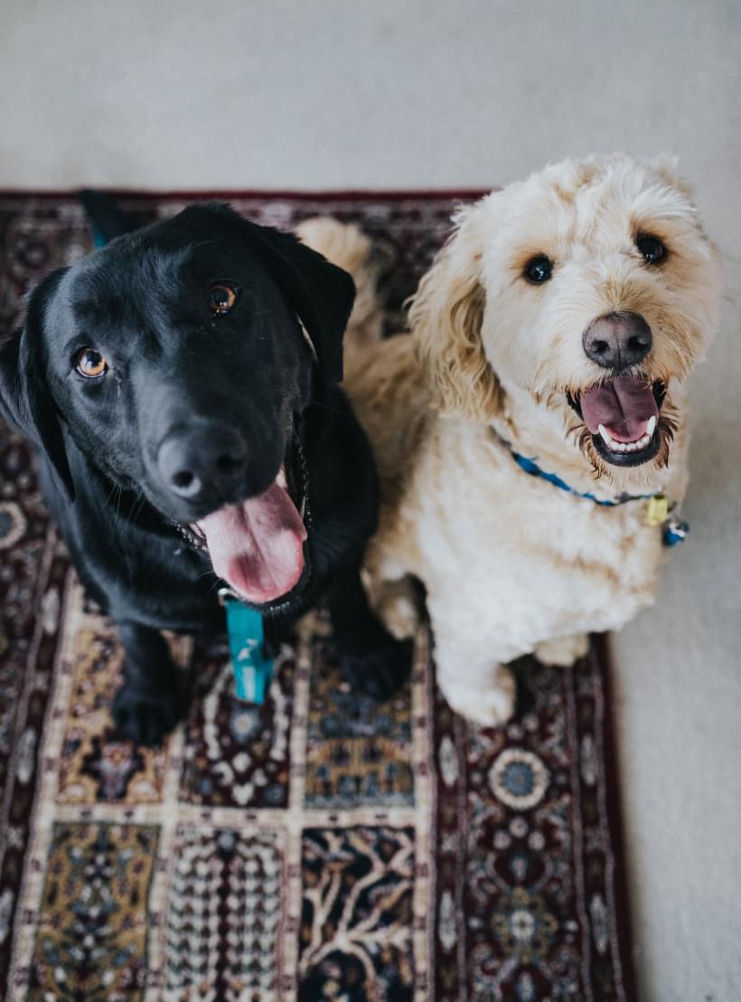 Nahaufnahme eines schwarzen und eines hellbraunen Hundes, die freudig direkt in die Kamera blicken.